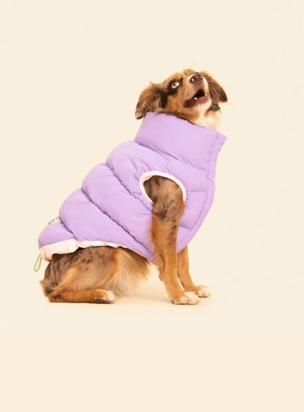 cat-puppies-jackets