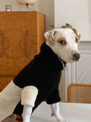 product_pet_clothes_9a